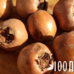Мушмула кавказская: полезные свойства и противопоказания зимнего фрукта